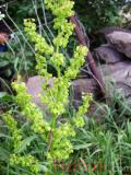 Ավելուկ - Щавель - Sorrel