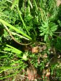 Գազար - Морковь - Carrot