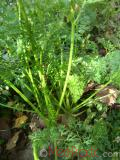 Գազար - Морковь - Carrot