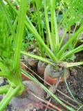 Գազար - Морковь - Carrot