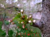 Cherry