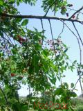 Cherry