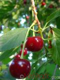 Cherry