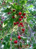 Cherry