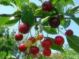 Cherry