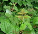 Rubus