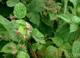 Rubus
