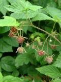 Rubus