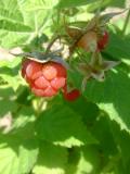 Rubus