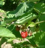 Rubus