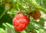 Rubus