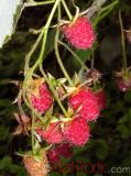 Rubus