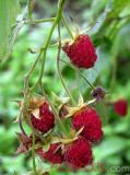Rubus