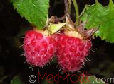 Rubus