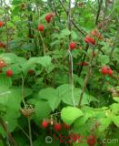 Rubus