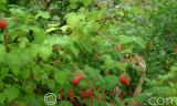 Rubus