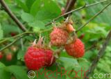 Rubus