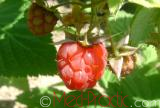 Rubus