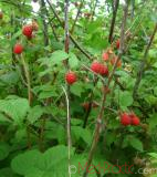 Rubus