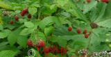 Rubus