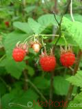 Rubus