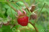 Rubus