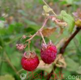 Rubus