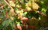 Rubus