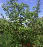 Ալոճ - Боярышник - Hawthorne berry