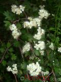 Ալոճ - Боярышник - Hawthorne berry