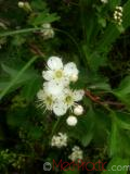 Ալոճ - Боярышник - Hawthorne berry