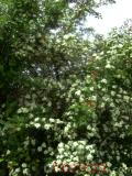 Ալոճ - Боярышник - Hawthorne berry