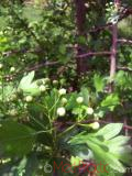 Ալոճ - Боярышник - Hawthorne berry