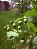 Ալոճ - Боярышник - Hawthorne berry