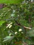 Ալոճ - Боярышник - Hawthorne berry
