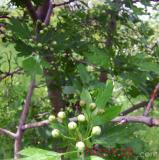 Ալոճ - Боярышник - Hawthorne berry