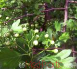 Ալոճ - Боярышник - Hawthorne berry
