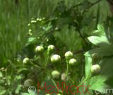 Ալոճ - Боярышник - Hawthorne berry