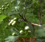 Ալոճ - Боярышник - Hawthorne berry