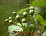 Ալոճ - Боярышник - Hawthorne berry