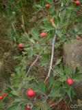 Ալոճ - Боярышник - Hawthorne berry