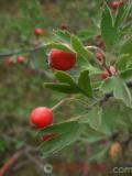 Ալոճ - Боярышник - Hawthorne berry
