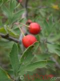 Ալոճ - Боярышник - Hawthorne berry