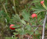 Ալոճ - Боярышник - Hawthorne berry