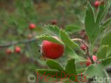 Ալոճ - Боярышник - Hawthorne berry