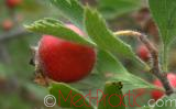 Ալոճ - Боярышник - Hawthorne berry