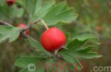 Ալոճ - Боярышник - Hawthorne berry