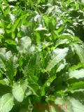 Ավելուկ - Щавель - Sorrel