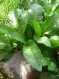 Ավելուկ - Щавель - Sorrel