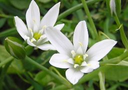 Աստղաշուշան - Птицемлечник - Ornithogalum